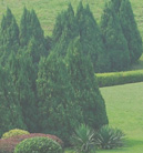 纯净版无广告的艾皇短信测压